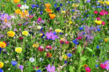 Logotrade Logogeschenke das Foto: Samen Sommerblumen