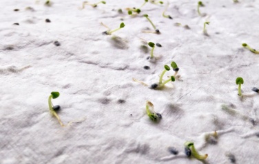 Logo trade promotional giveaways picture of: A5 wildflower seed paper sheet