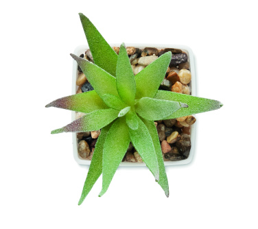 Logo trade promotional giveaway photo of: Mini artificial plant