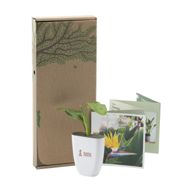 Logotrade meened pilt: Treemore Letterbox Trees Paradiisilinnu taim