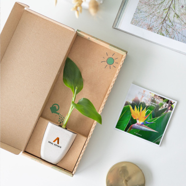 Logo trade mainostuote kuva: Treemore Letterbox Trees Bird of Paradise -kasvi