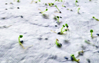 Логотрейд pекламные продукты картинка: Wildflower seed business card.